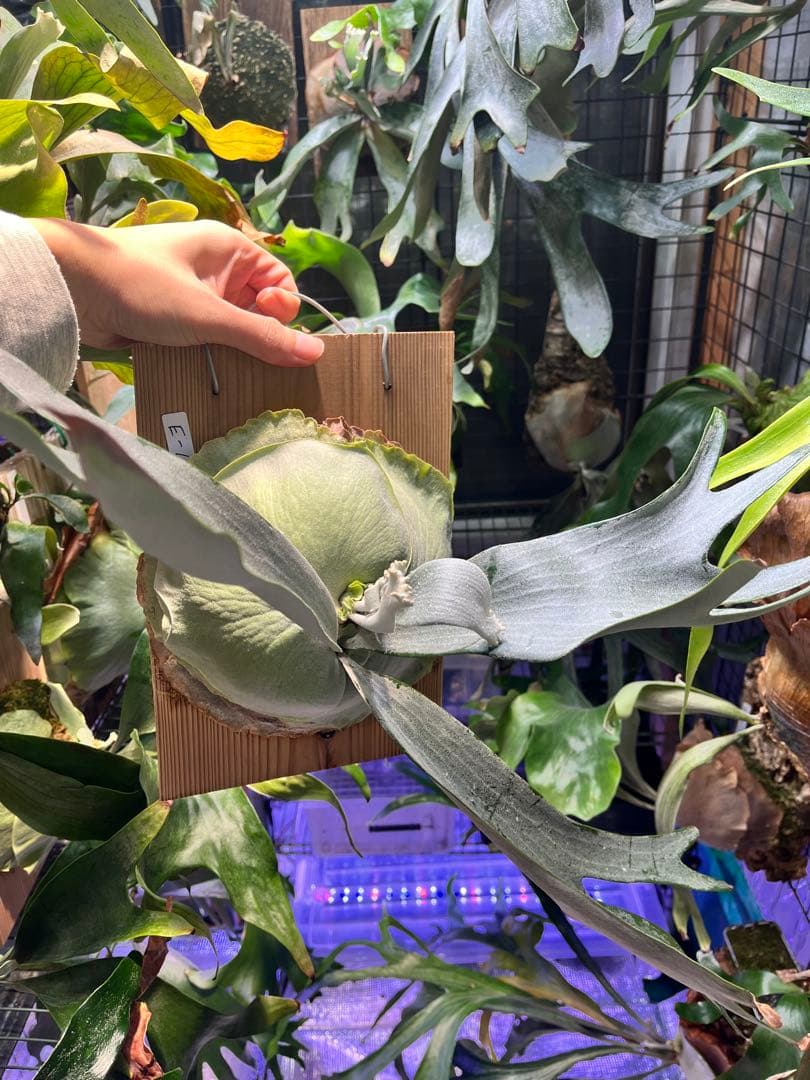 ビカクシダ　E-1 白ビフ　板付　大株