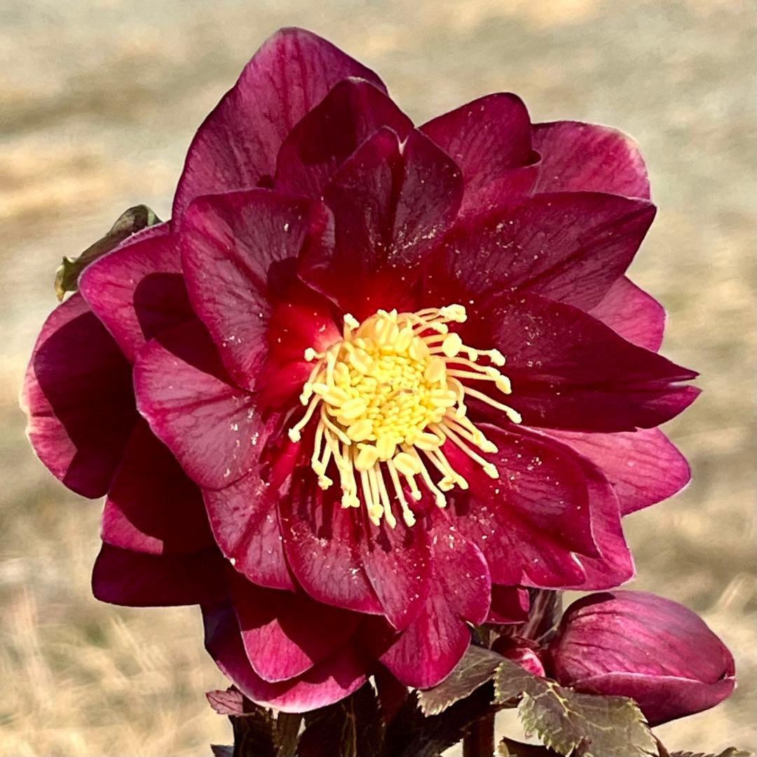 r*o様 3512☘️蕾花付き☘️極上☘️⭐️キラキラ光線⭐️レッド⭐️多花性⭐