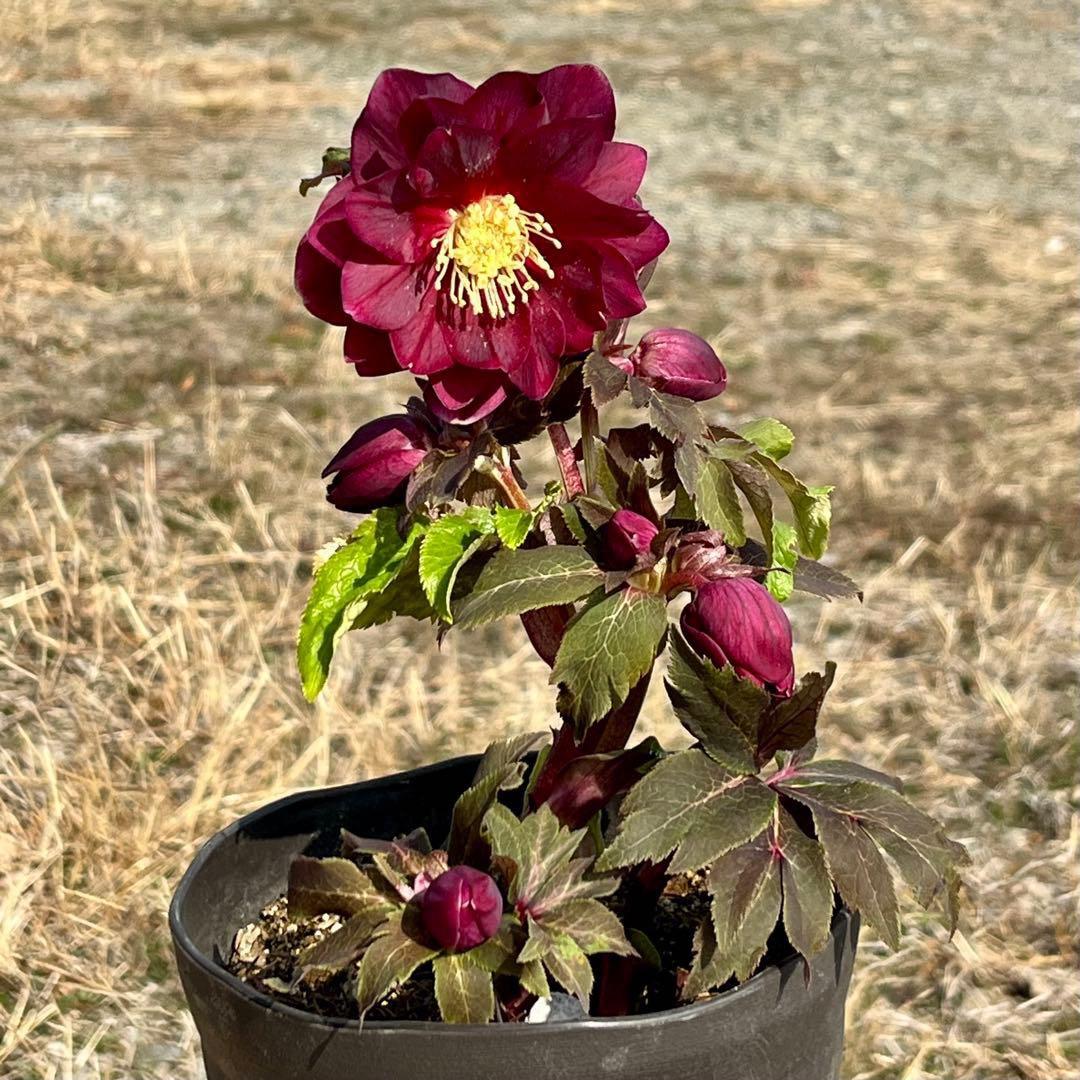 r*o様 3512☘️蕾花付き☘️極上☘️⭐️キラキラ光線⭐️レッド⭐️多花性⭐