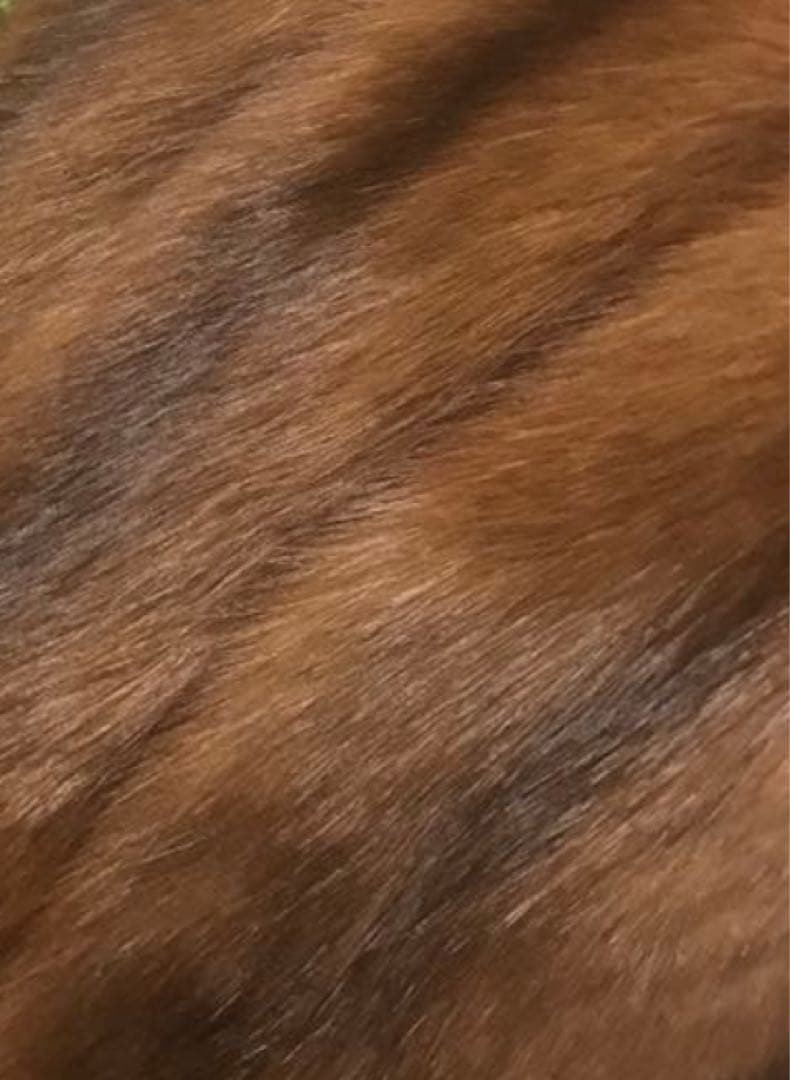 ロシアンセーブルコート