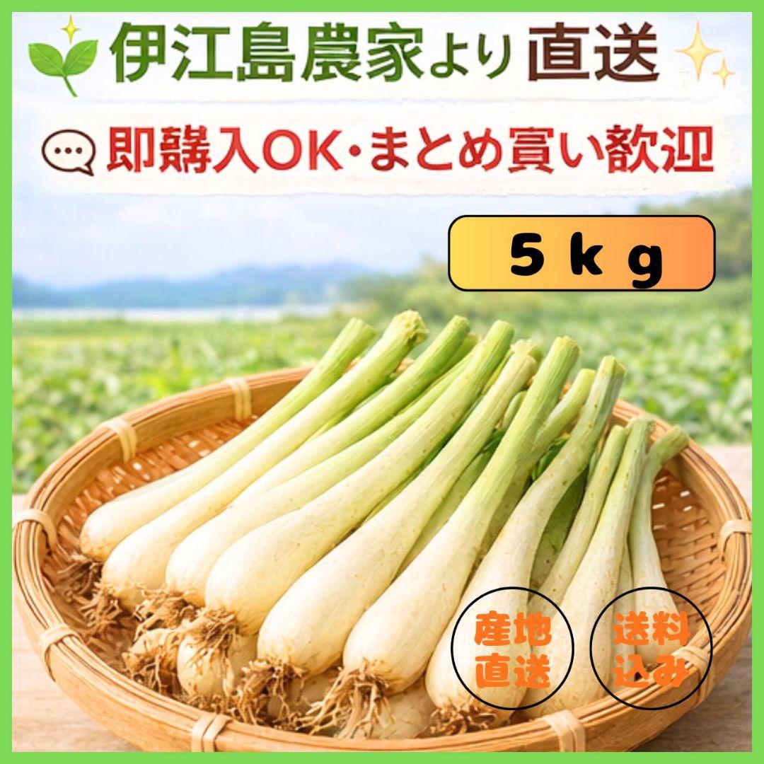 【伊江島産】 ５ｋｇ 島らっきょう 農家直送 新鮮 朝採れ 沖縄産 送料込み