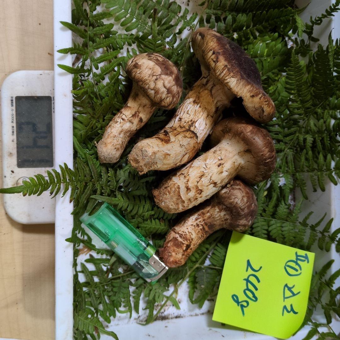 和歌山松茸 新鮮朝市　込み込み　240㌘