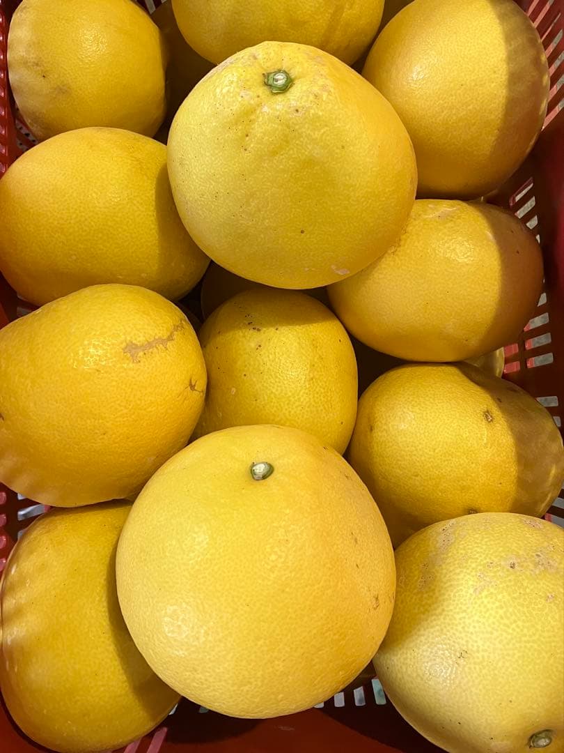 高知産 土佐文旦 20キロ 2L〜4Lサイズ