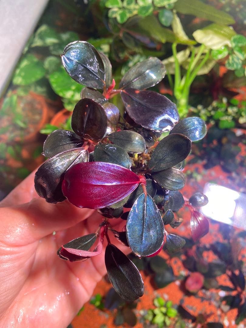 ブセファランドラ モンスターキング　大群生株