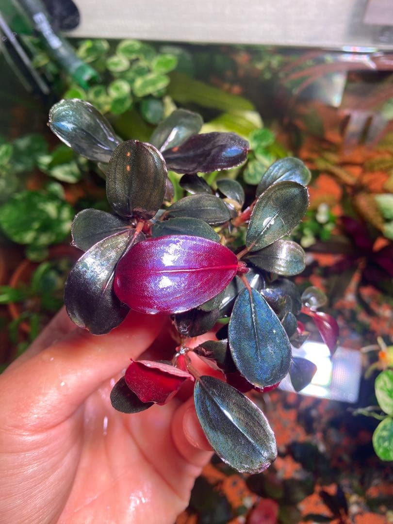 ブセファランドラ モンスターキング　大群生株