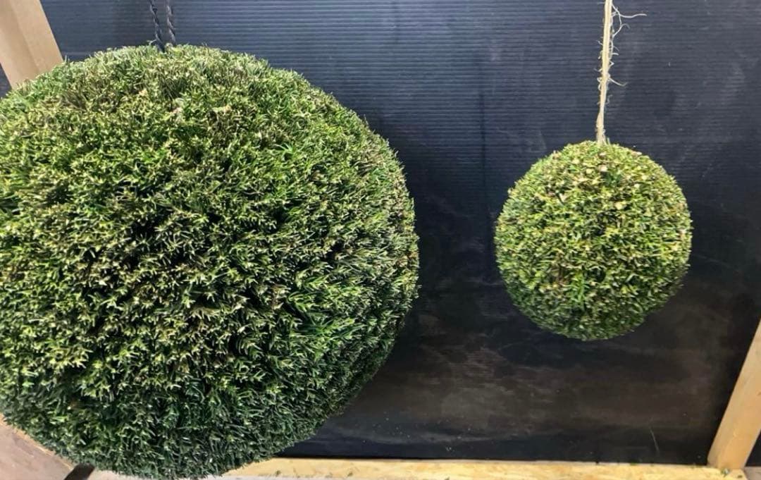 杉玉　約40㎝‼️お客様ご注文品　縁起物　丸くて幸せ　家族円満♪