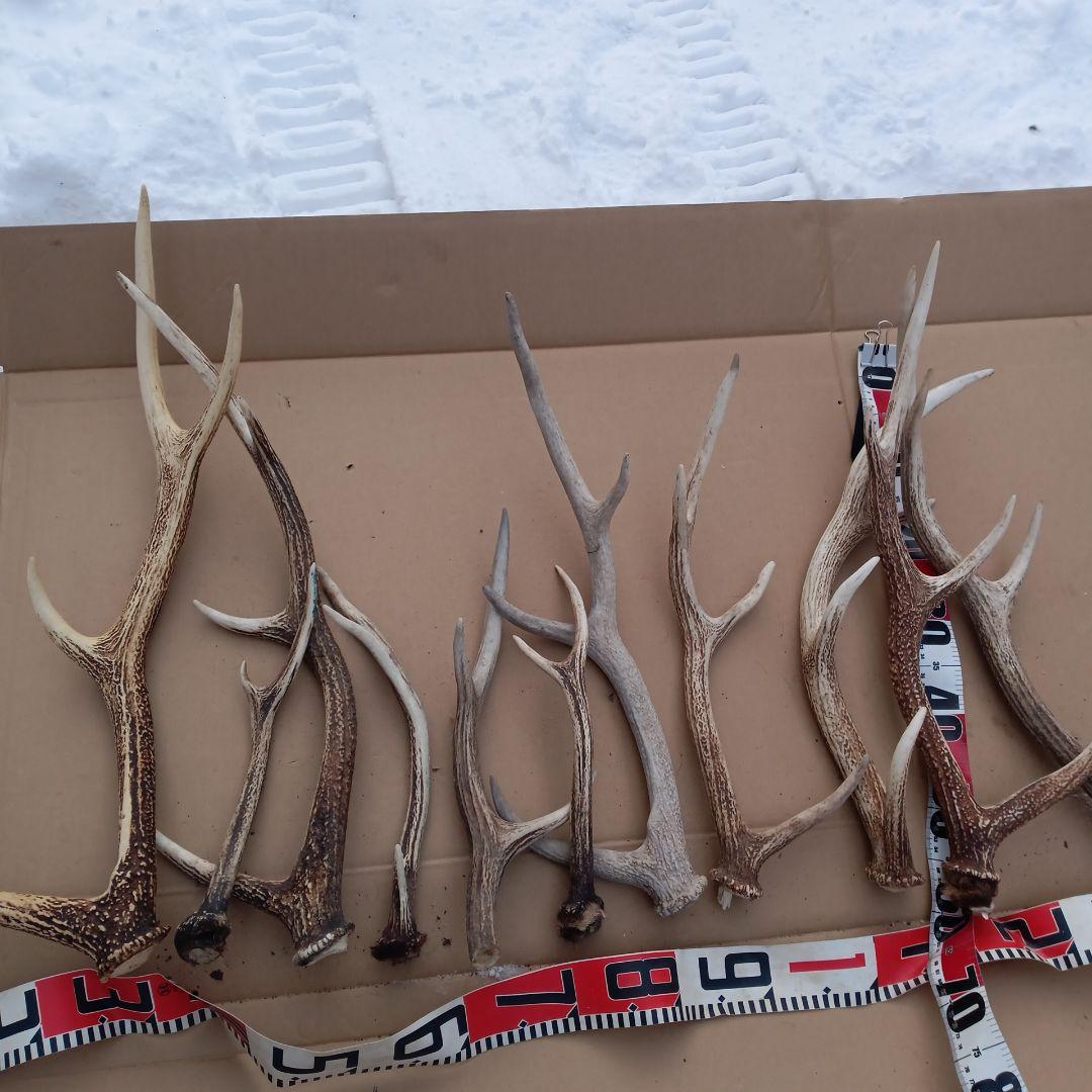 S*i様 鹿の角 犬のおもちゃ、工芸品などにどうぞ ３６番