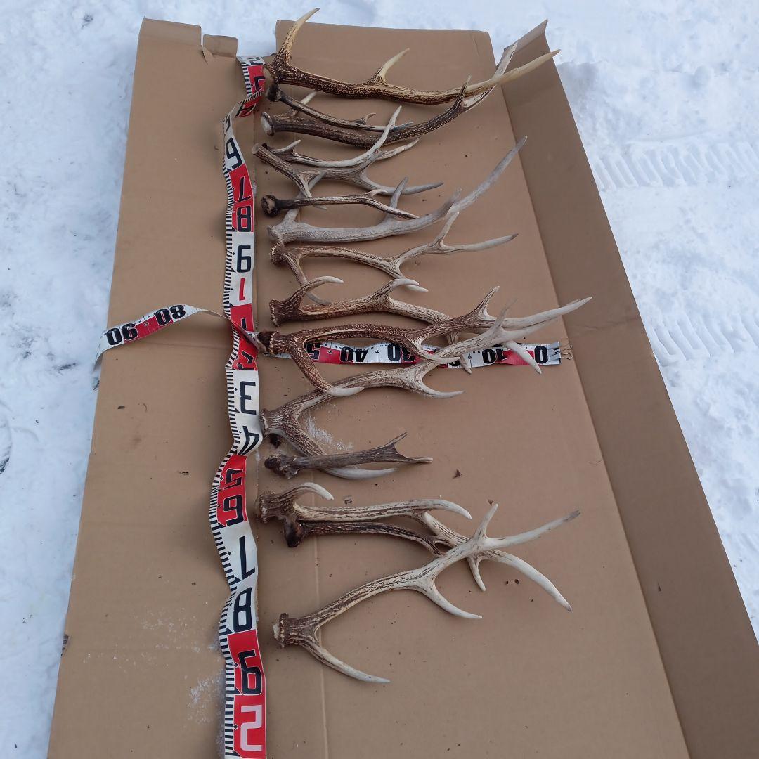 S*i様 鹿の角 犬のおもちゃ、工芸品などにどうぞ ３６番