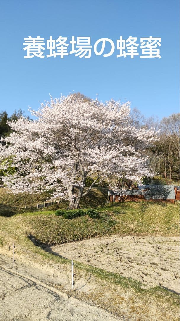 国産レンゲはちみつ