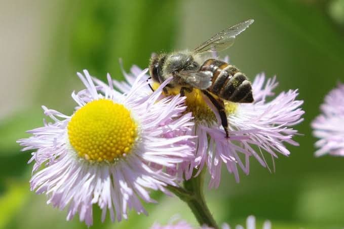 国産レンゲはちみつ