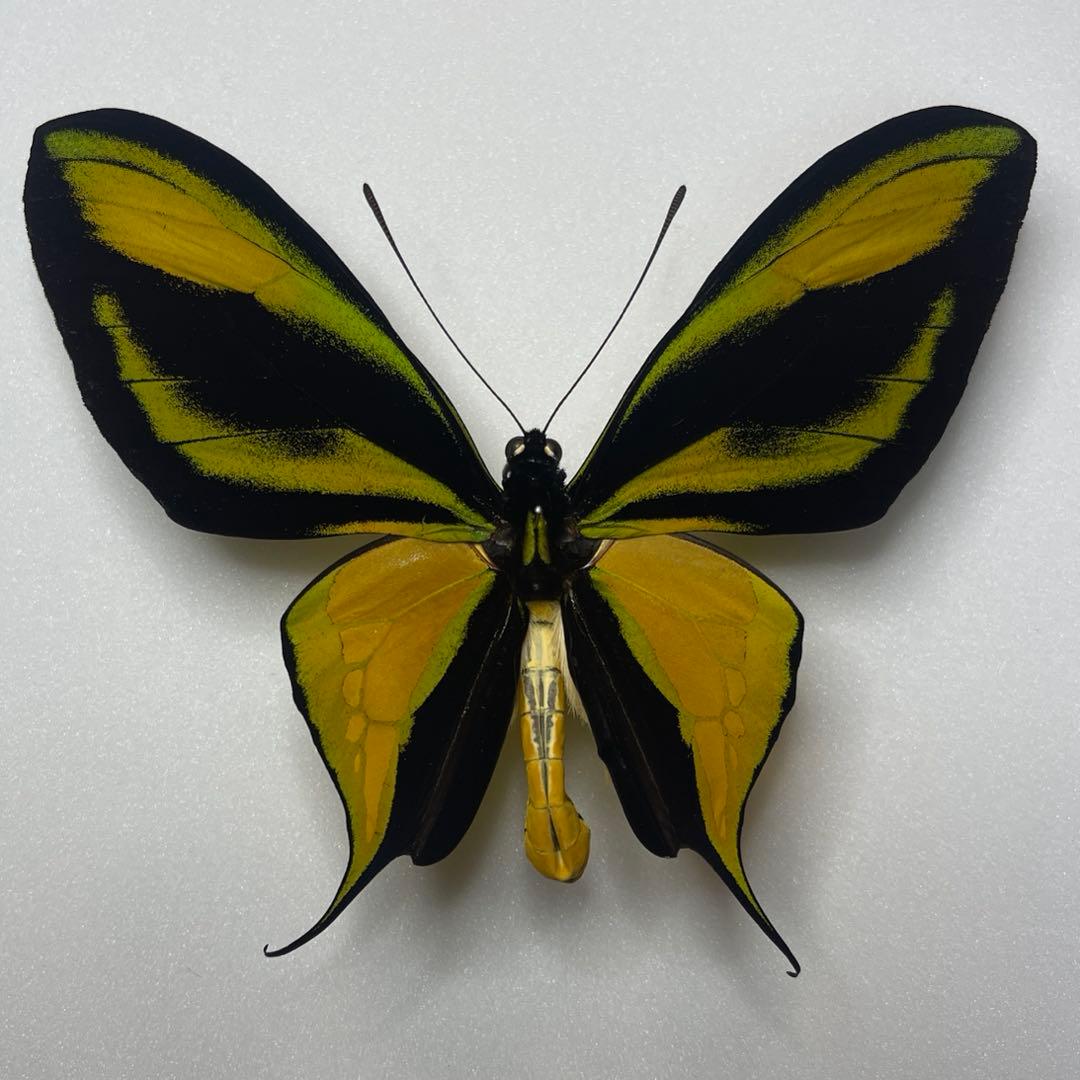 ゴクラクトリバネアゲハ♂標本
