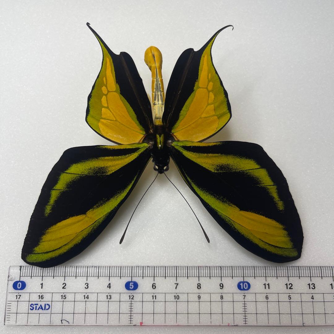 ゴクラクトリバネアゲハ♂標本