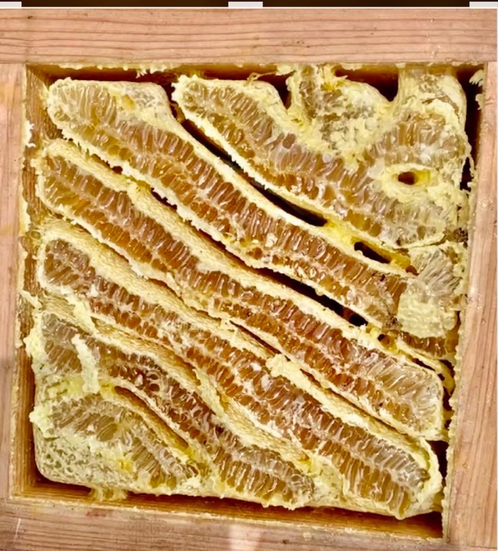 冬限定❄️結晶化はちみつ日本ミツバチ生蜂蜜非加熱本物日本蜜蜂結晶化ハチミツ国産百花