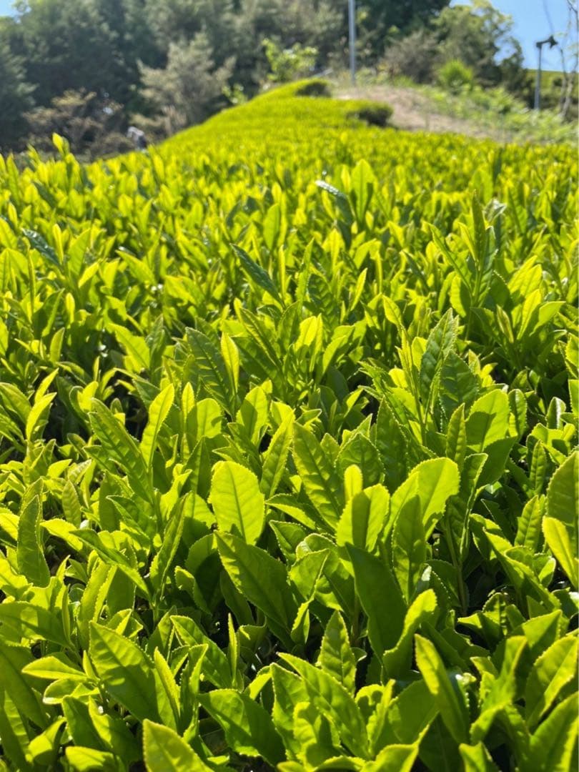 KNY★鑑定済み★