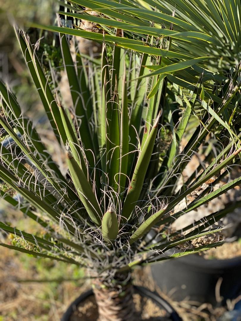 ⭐︎初売り⭐︎ユッカ フィリフェラ