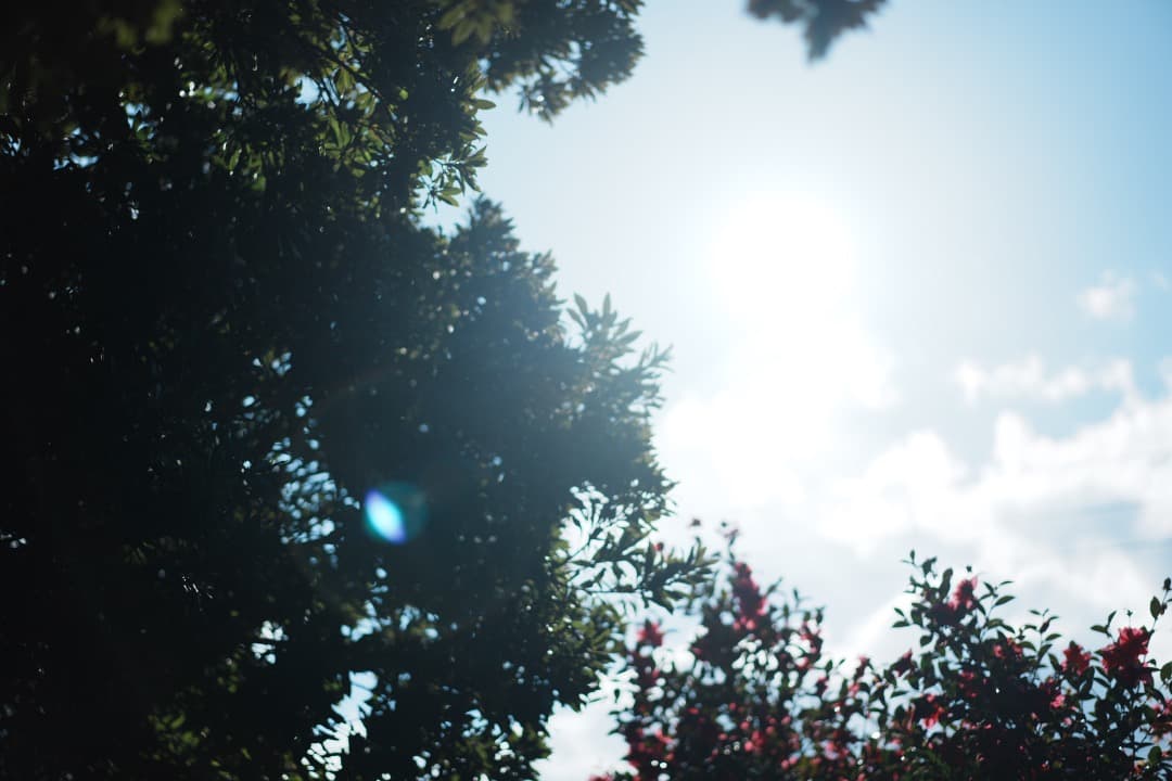 【極美品】神レンズ SONY SEL55F18Z Carl Zeiss 605