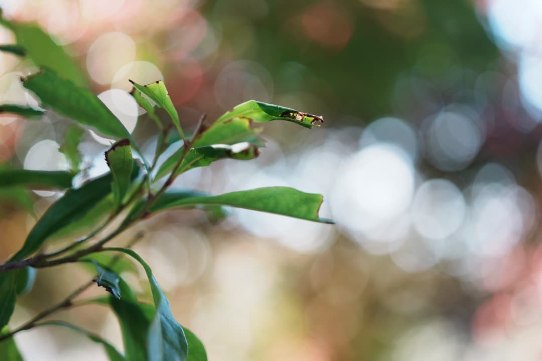 【極美品】神レンズ SONY SEL55F18Z Carl Zeiss 605