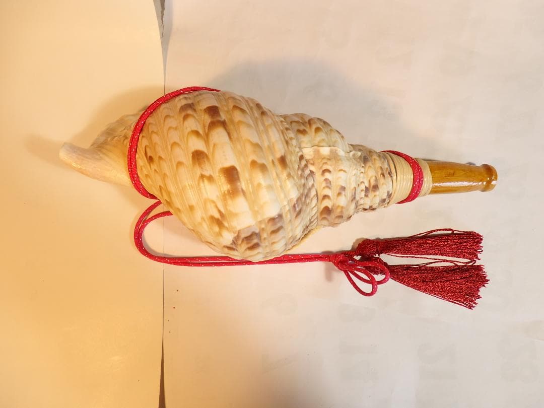 法螺貝 約35㎝ 木製歌口,赤紐付　新品　 MH-443