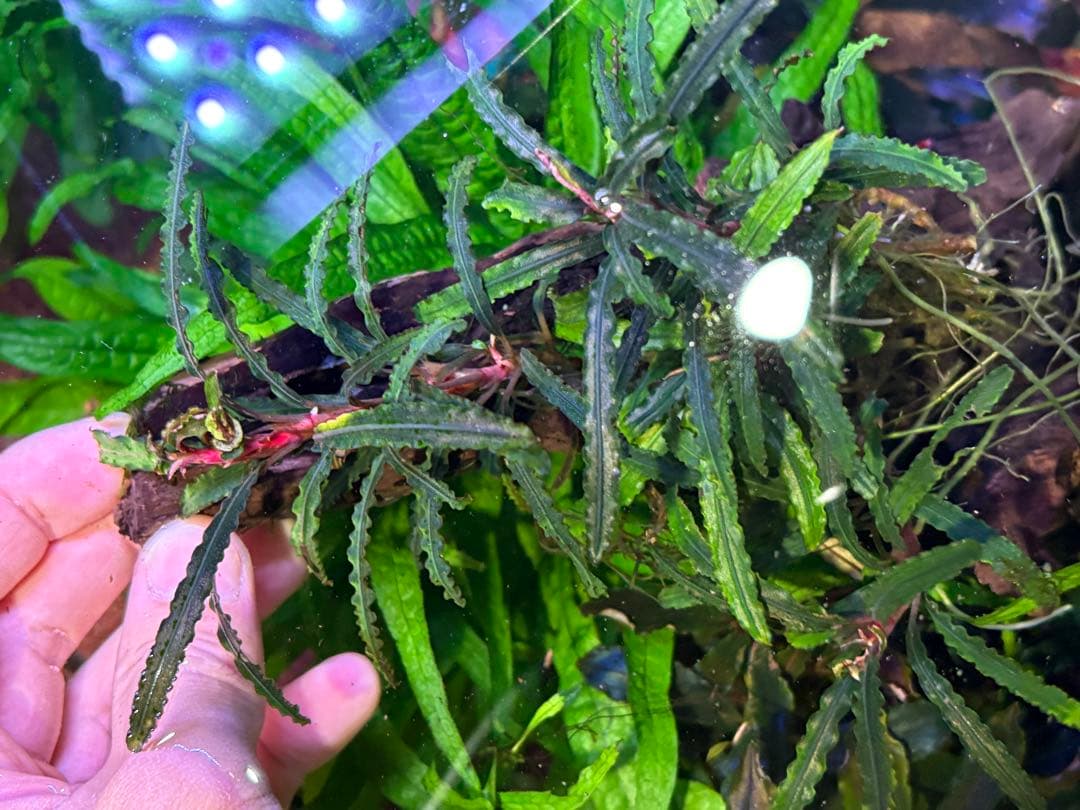 【水中葉】ブセファランドラ sp.Black Wave【流木付き】