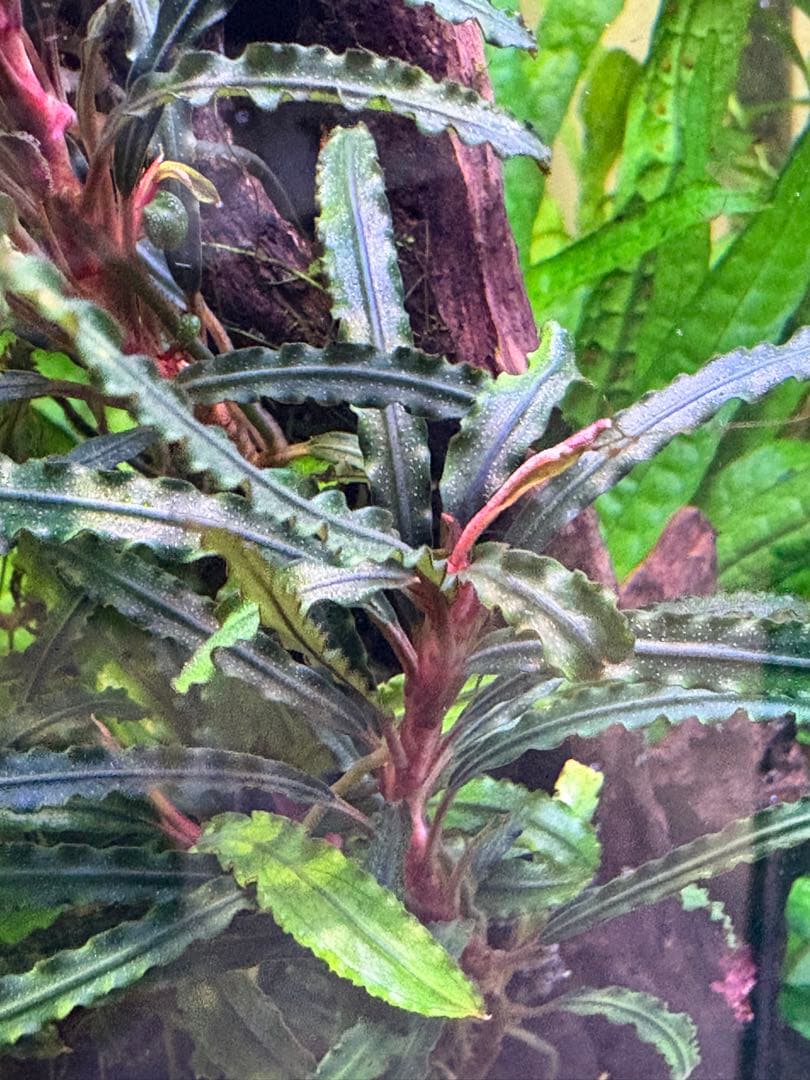 【水中葉】ブセファランドラ sp.Black Wave【流木付き】