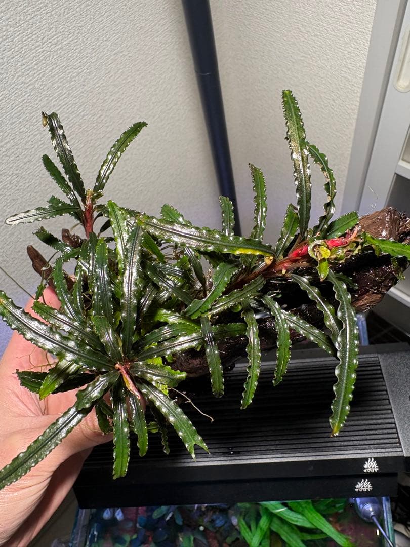 【水中葉】ブセファランドラ sp.Black Wave【流木付き】