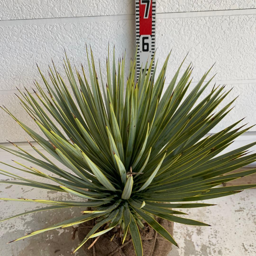 ユッカ　ロストラータ　【耐寒性/ドライガーデン/ロックガーデン 】19