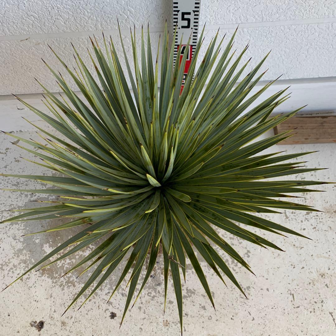 ユッカ　ロストラータ　【耐寒性/ドライガーデン/ロックガーデン 】19