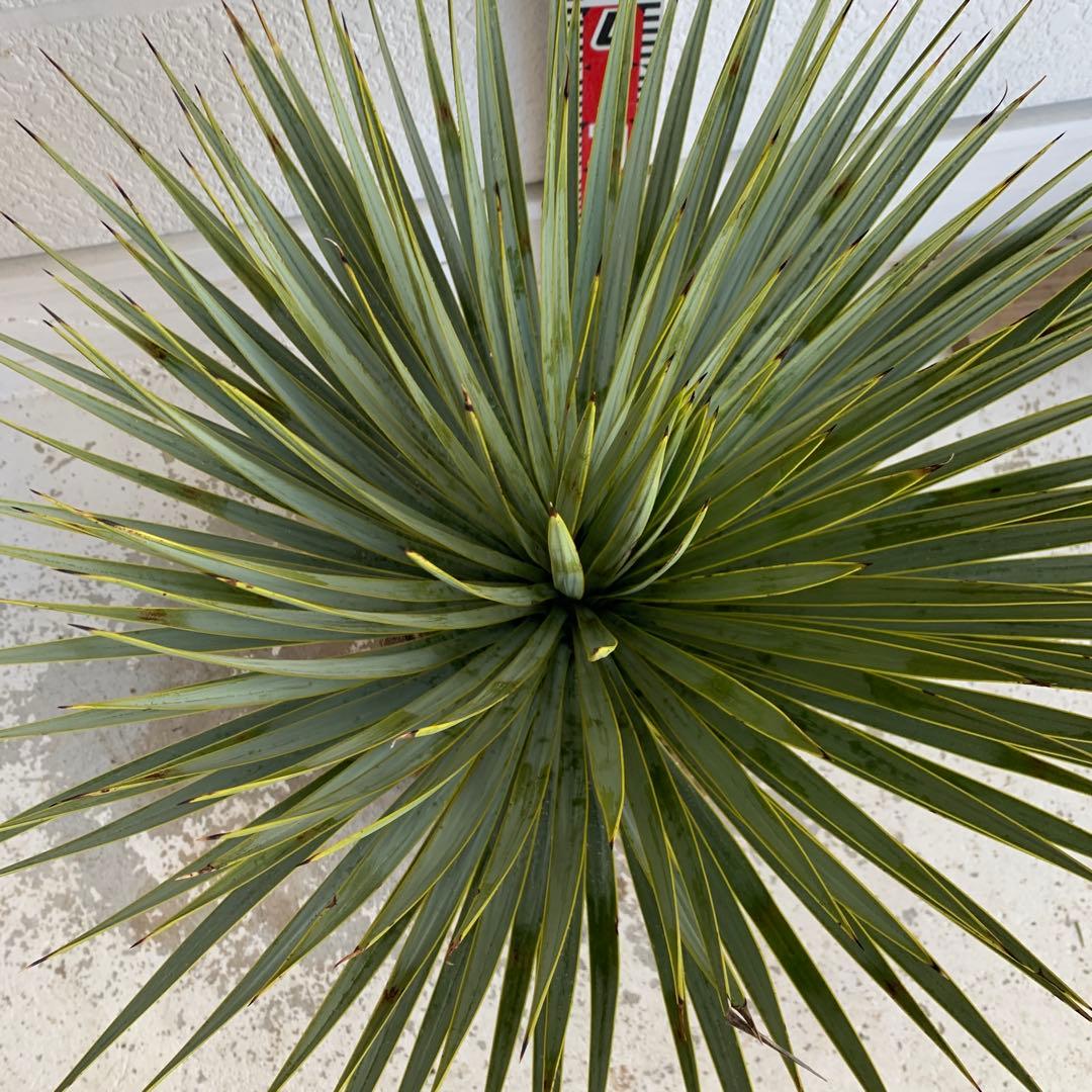 ユッカ　ロストラータ　【耐寒性/ドライガーデン/ロックガーデン 】19