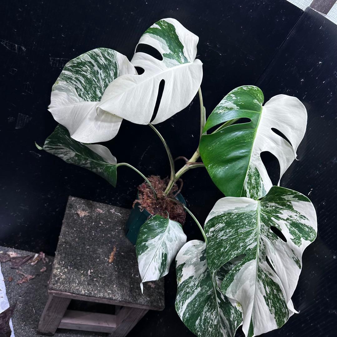 ば*ん様 斑入りモンステラ ホワイトタイガー極美大株51cm白斑多