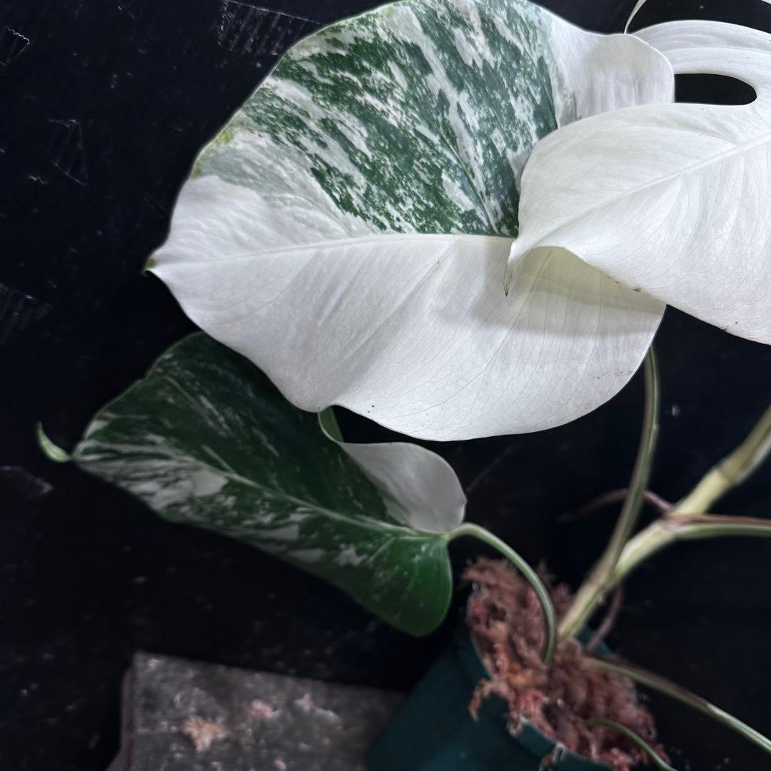 ば*ん様 斑入りモンステラ ホワイトタイガー極美大株51cm白斑多