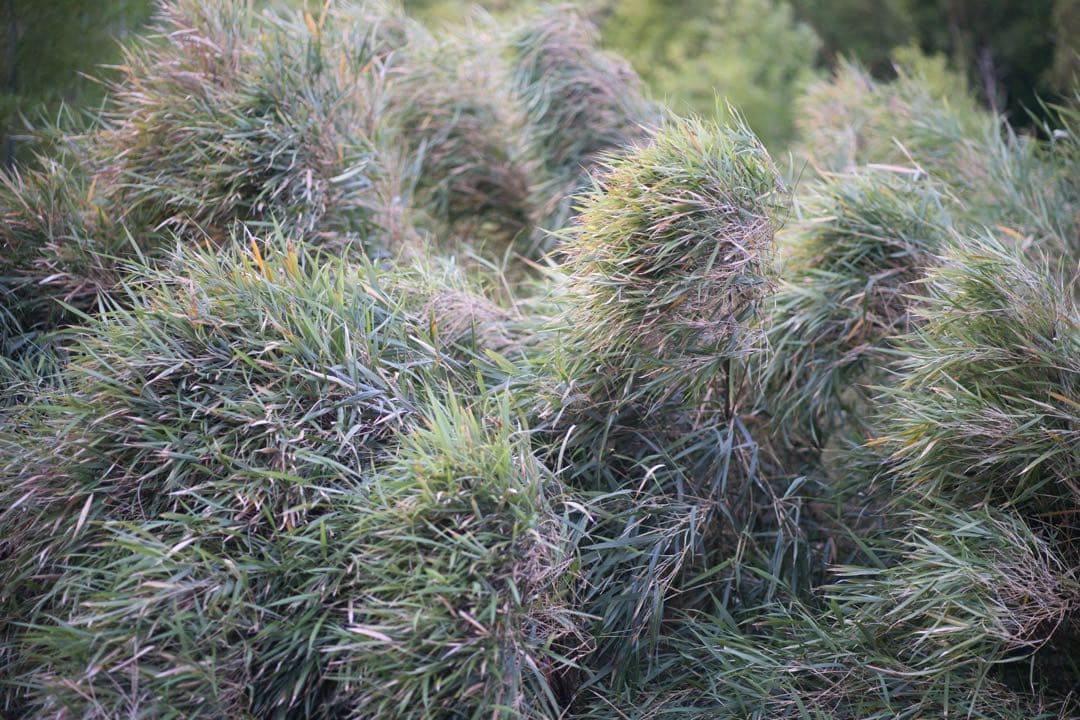 レンズ(単焦点) SONY FE 85F1.8