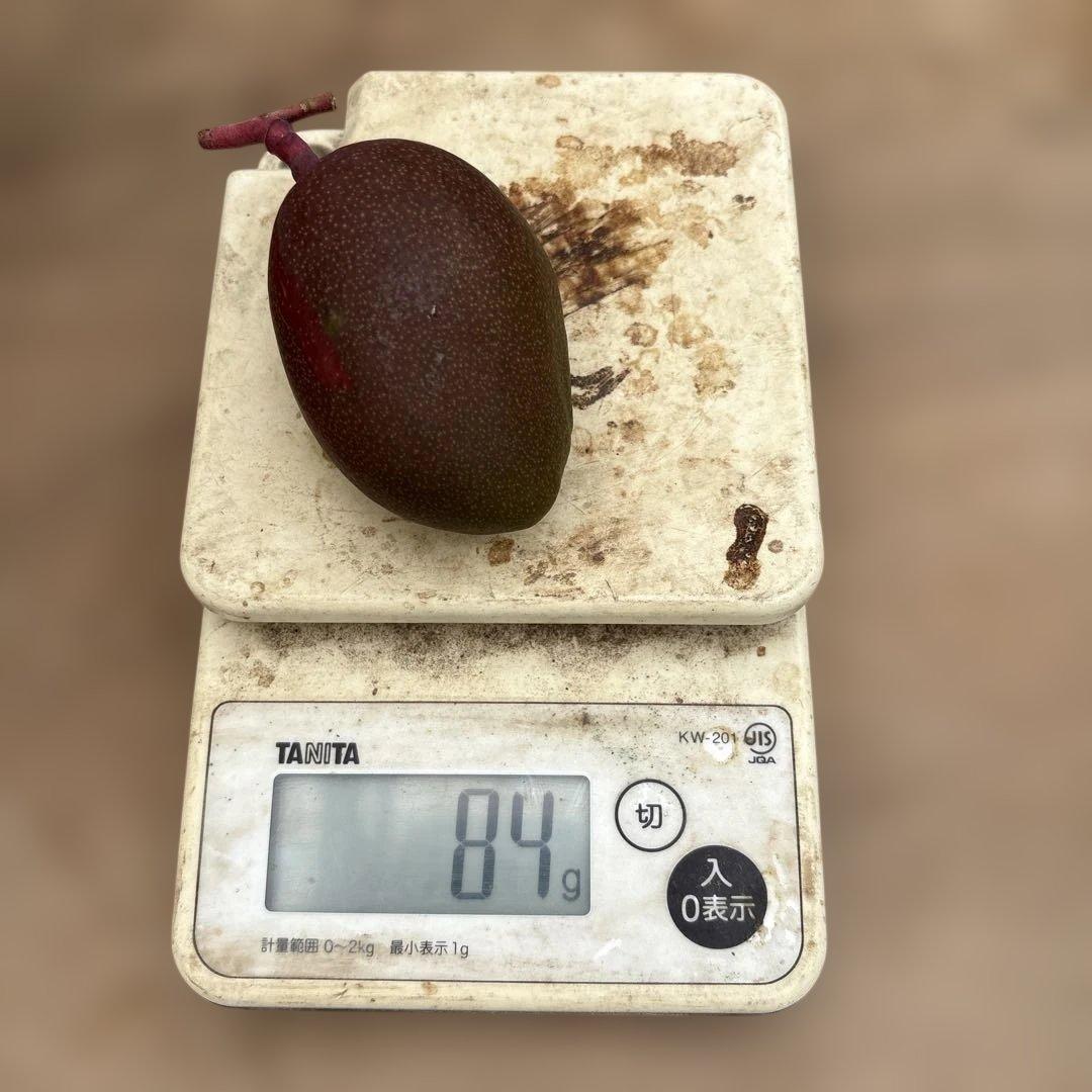 摘果マンゴー2/14