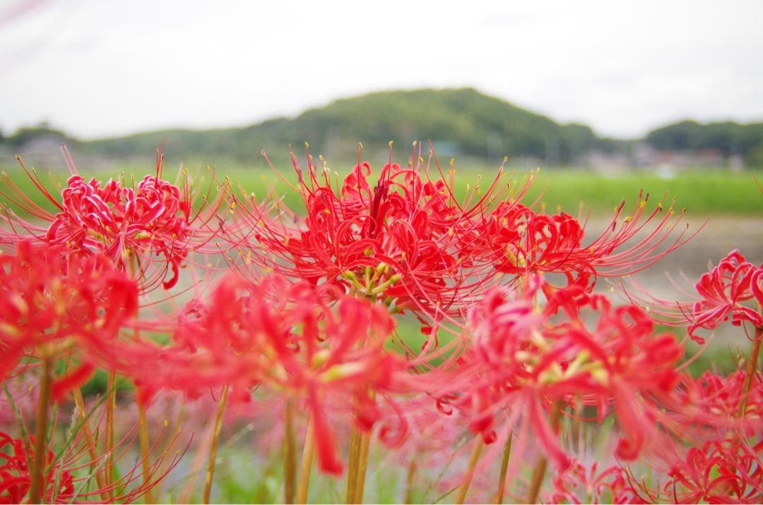 SIGMA 18-50mm F2.8 DC ズームレンズ
