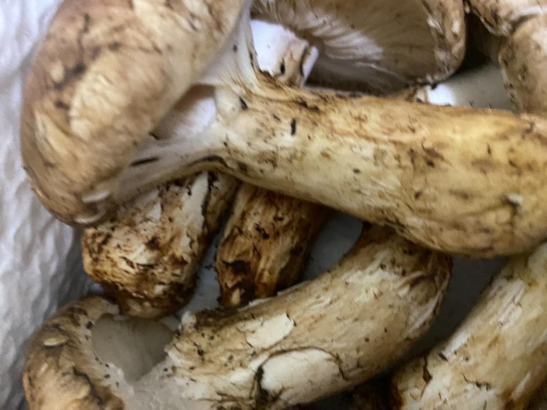 フレッシュ松茸・極品500g