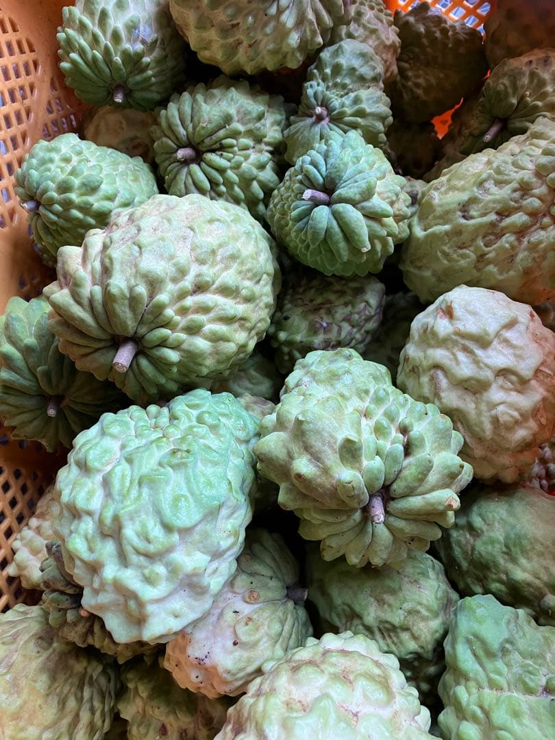 アテモヤ4.5キロ　ご自宅用に