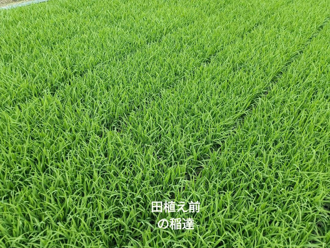 ななつぼし　白米10kg( 5kg袋×2)