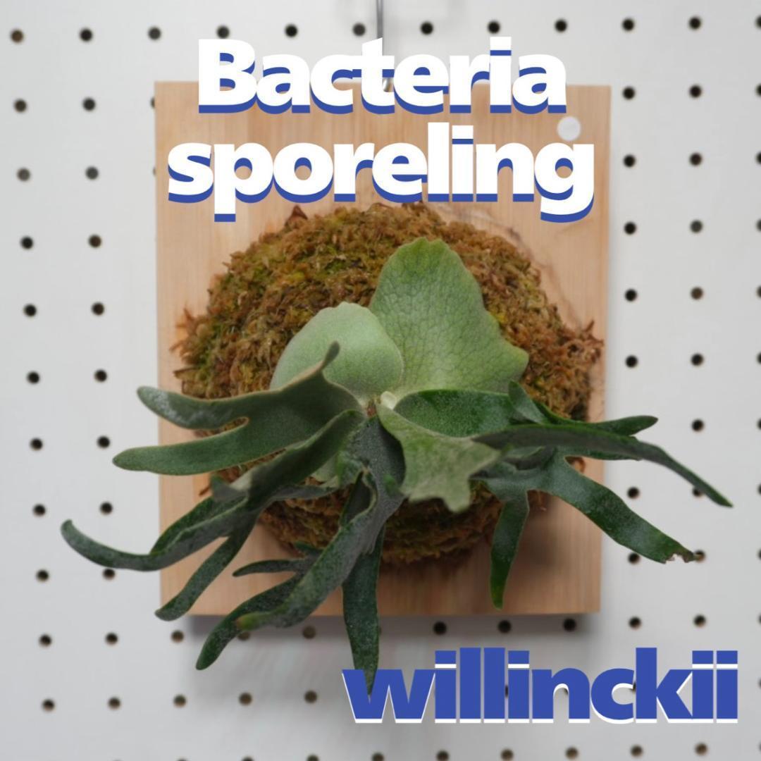 ビカクシダ ウィリンキードワーフ バクテリア 板付株　B-3