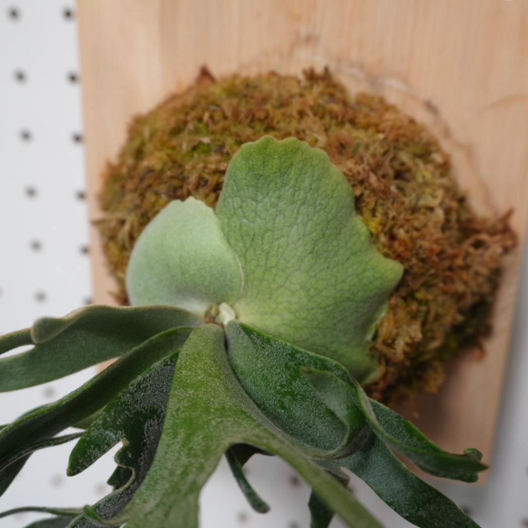 ビカクシダ ウィリンキードワーフ バクテリア 板付株　B-3