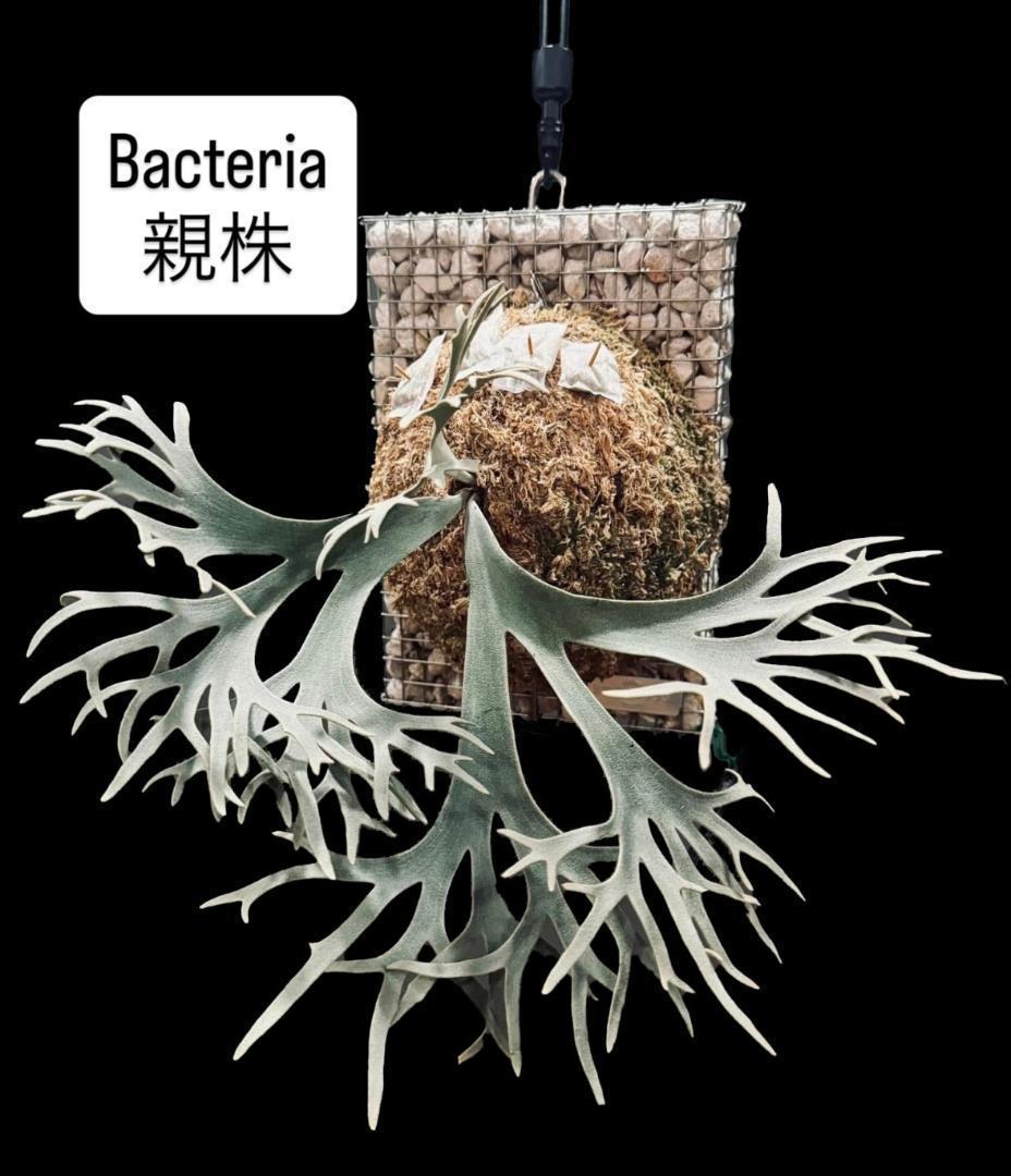 ビカクシダ ウィリンキードワーフ バクテリア 板付株　B-3