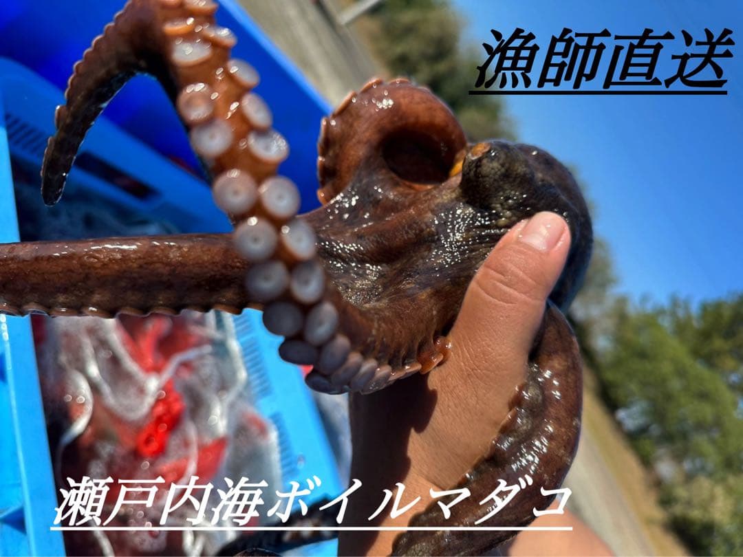 専用 瀬戸内海でとれたマダコ2kg
