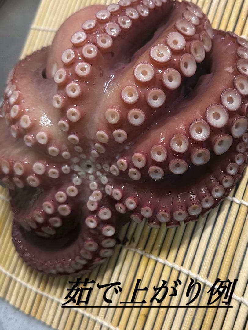 専用 瀬戸内海でとれたマダコ2kg