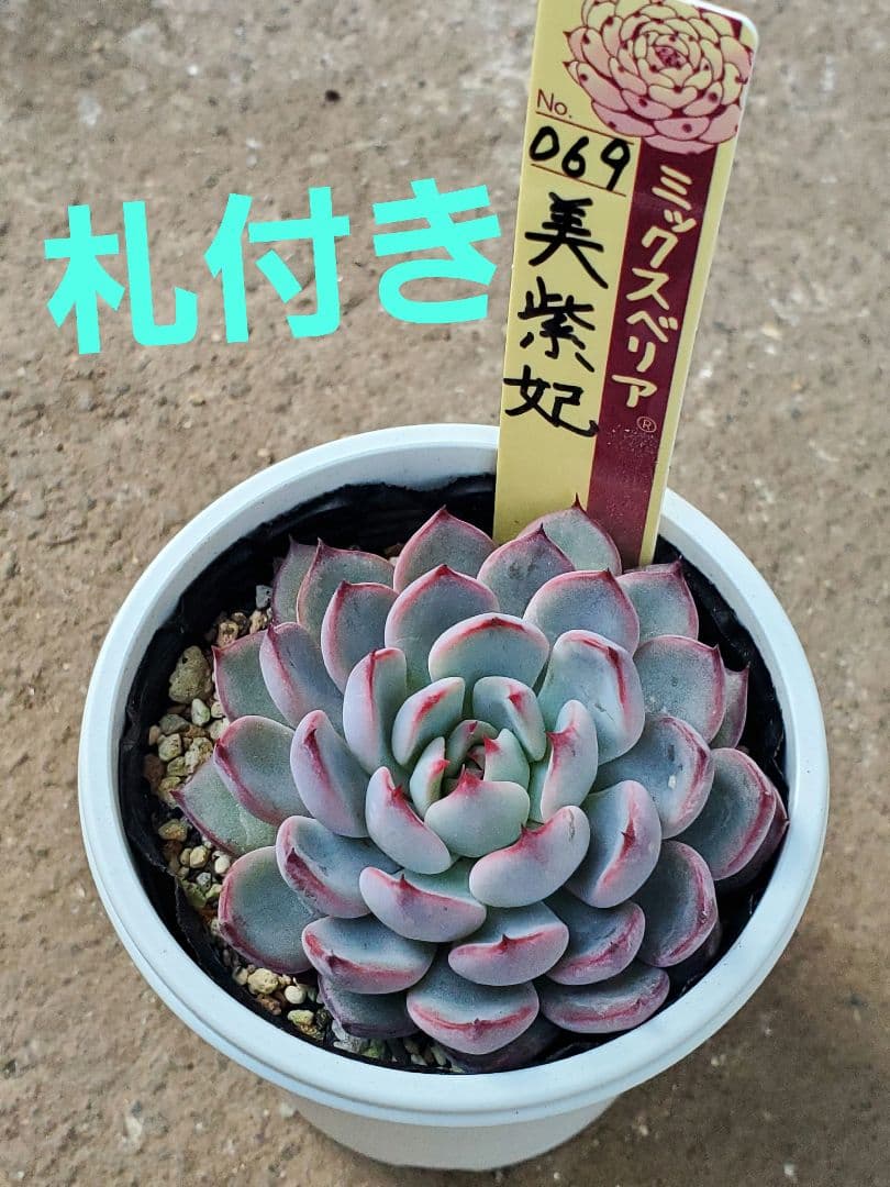 た*代様 ミックスベリア　美紫妃　札付き