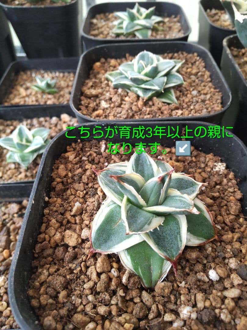 アガベピンキー 白覆輪①