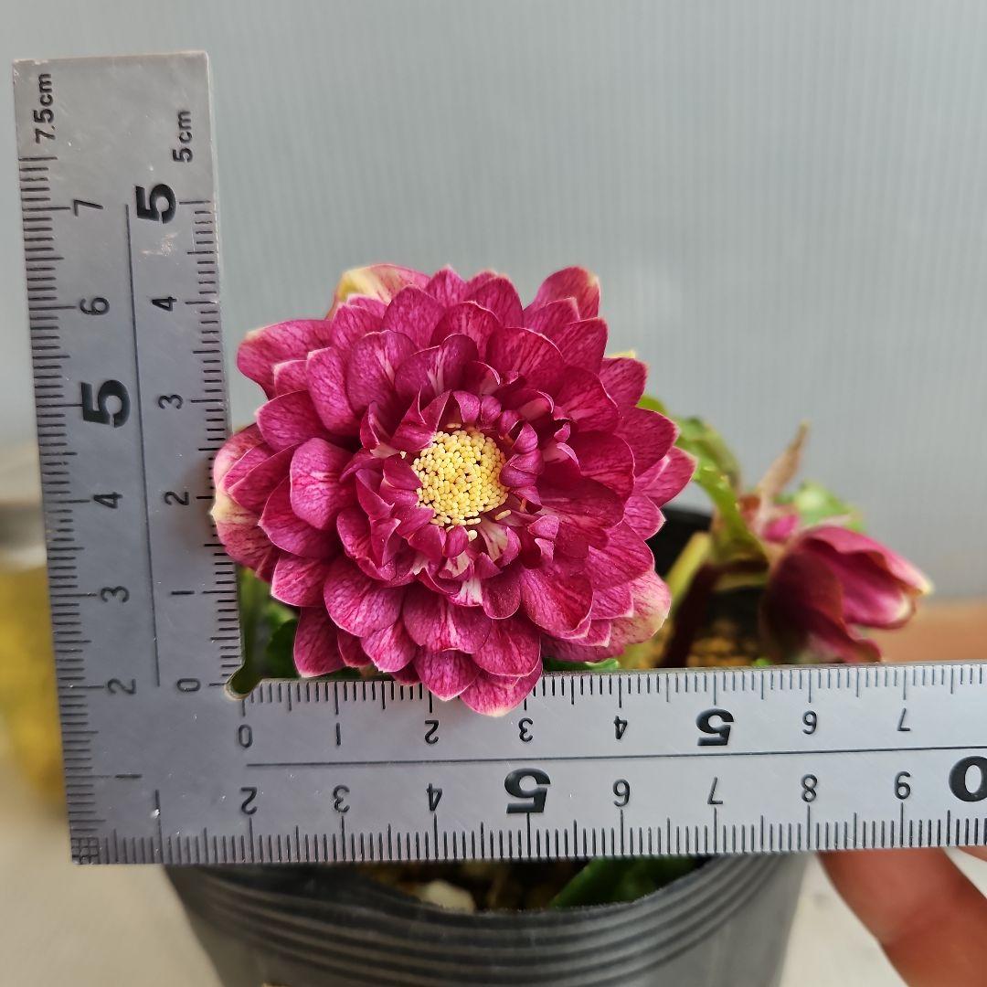 ㉖-272クリスマスローズ