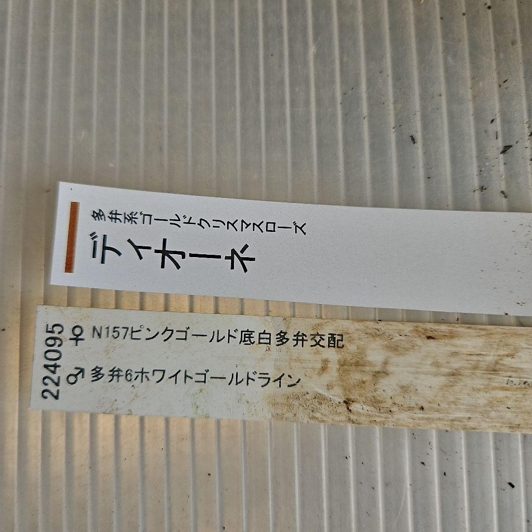 ㉖-272クリスマスローズ