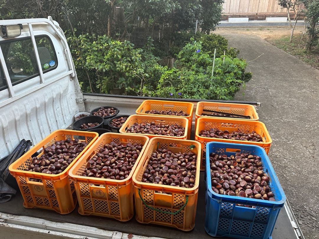 茨城県産　生栗　倉方甘栗　20キロ