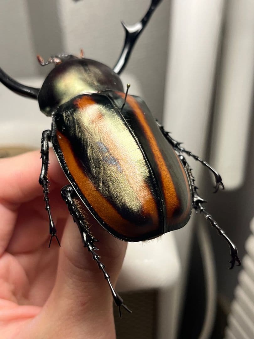 【手長黄金最高峰】セスジドウナガテナガコガネ 特大標本 プラチナコガネ