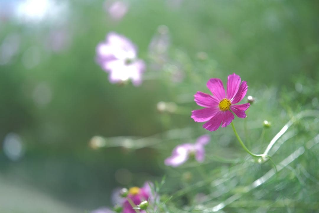 VILTROX AF 56mm F1.7 XマウントFUJIFILM xマウント