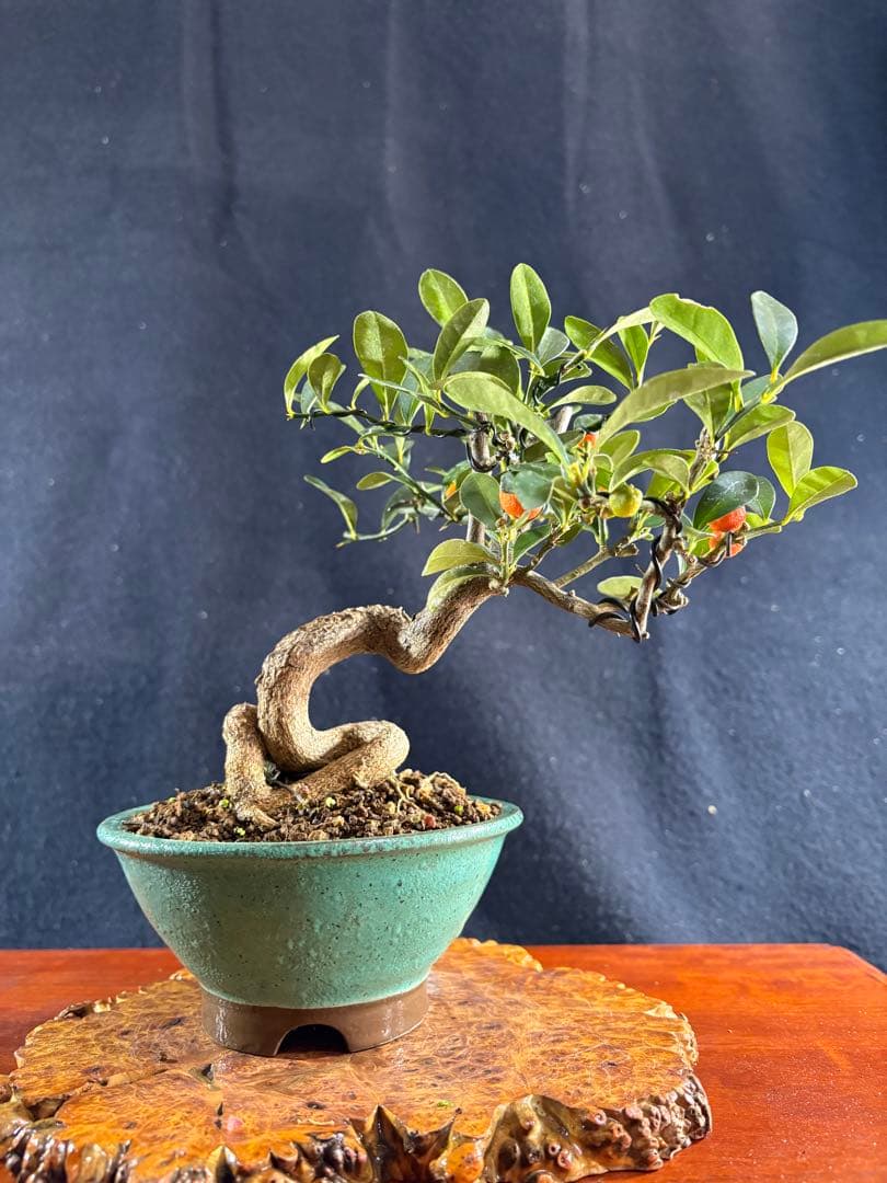 小品盆栽、金子(キンズ) 根上り、半懸崖作り 実付き、やや傷汚れあり　ユタ