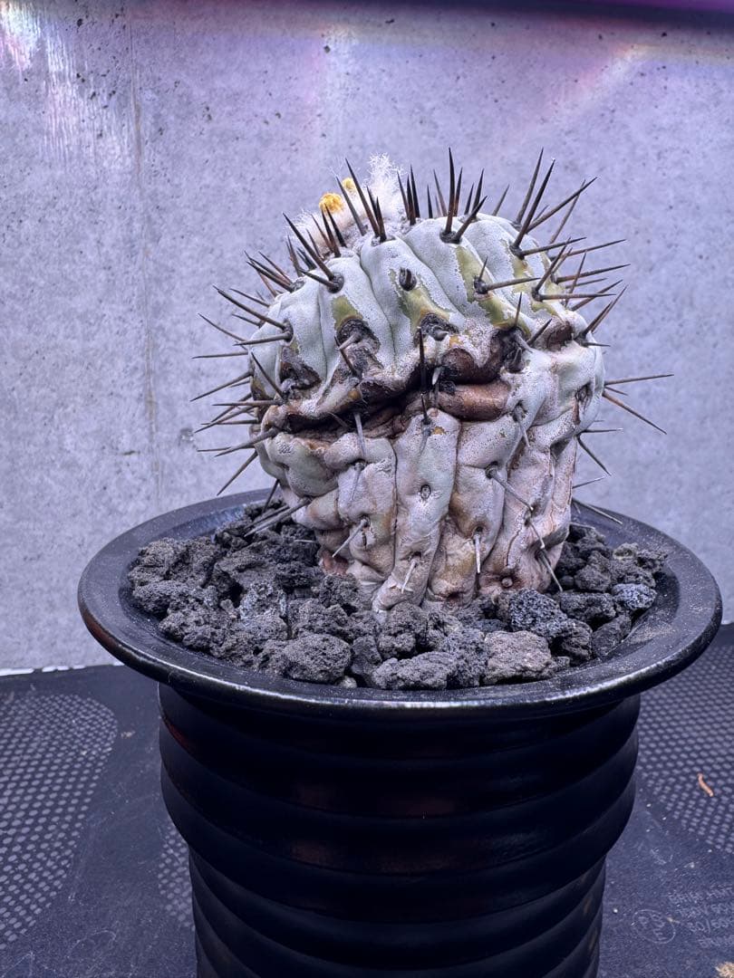 コピアポア・シネレア 黒王丸 自根株 鉢ごと発送